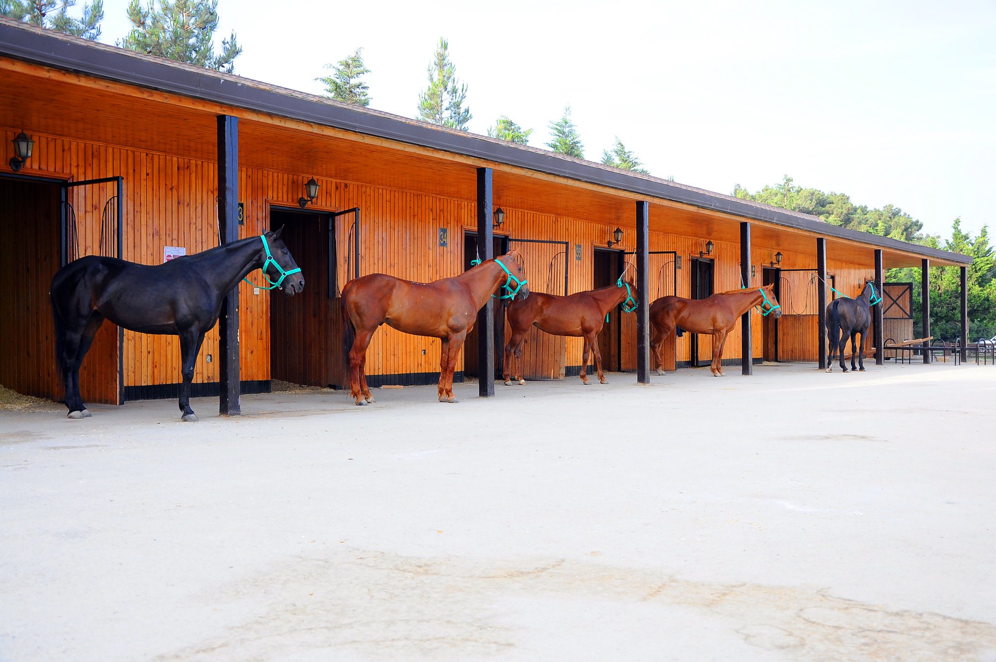 Elite Horse and Polo Club