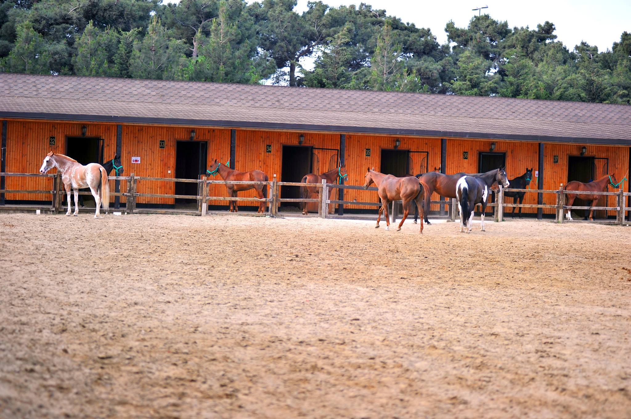 Elite Horse and Polo Club