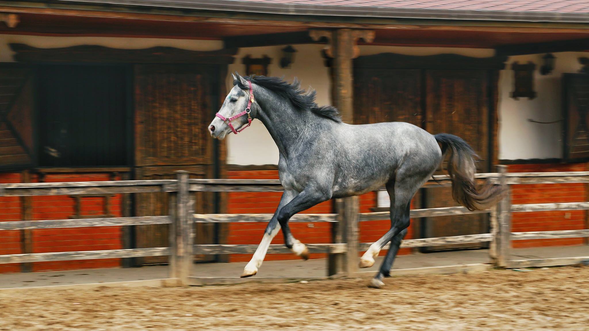 Elite Horse and Polo Club