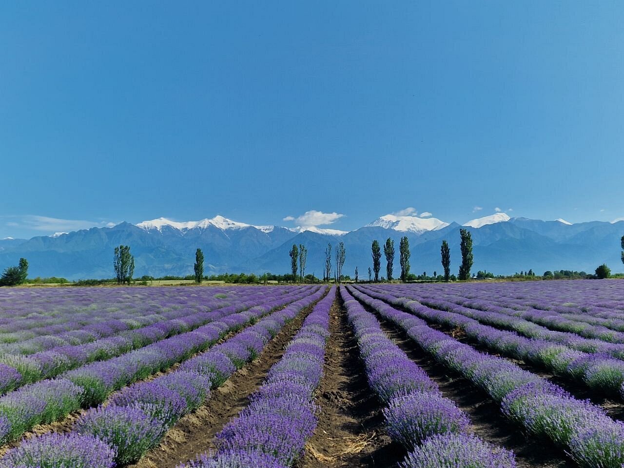 Essenso Lavender Field – A Colorful Nature Experience in Gabala