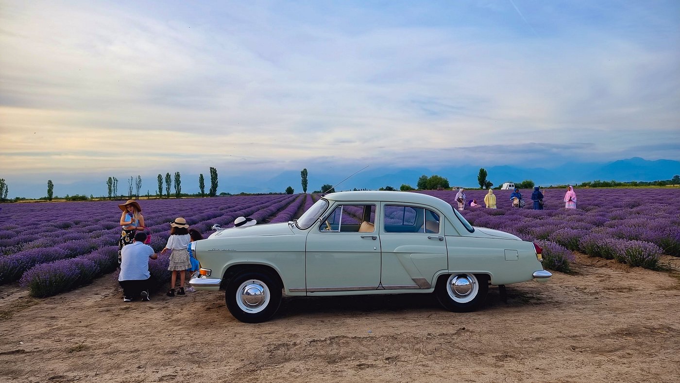 Essenso Lavender Field – A Colorful Nature Experience in Gabala