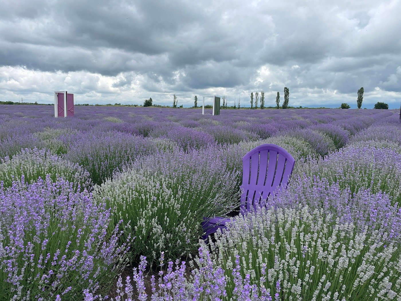 Essenso Lavender Field – A Colorful Nature Experience in Gabala