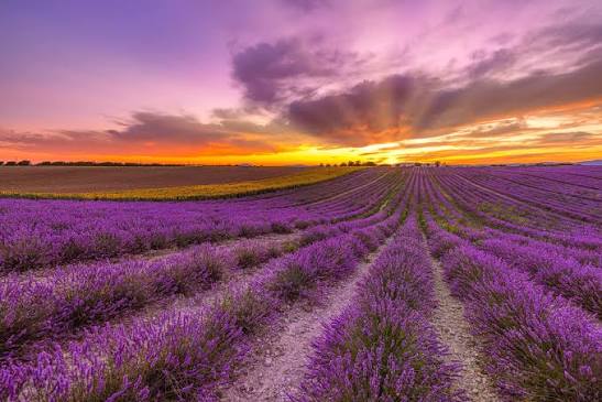 Essenso Lavender Field – A Colorful Nature Experience in Gabala