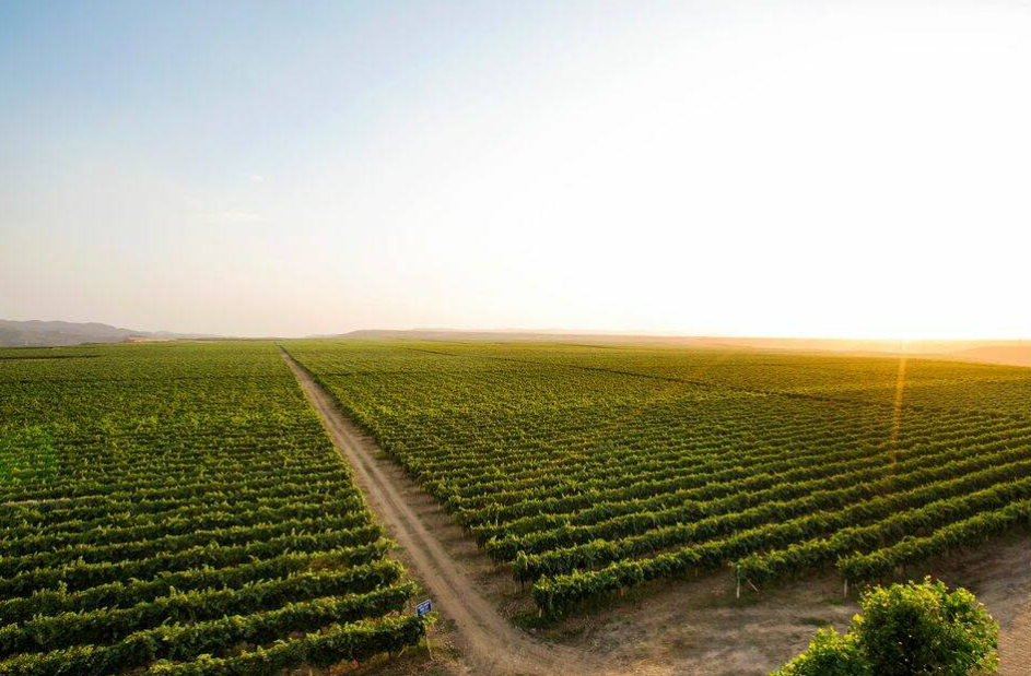 Savalan Wine Factory – Discover Gabala’s Wine Culture